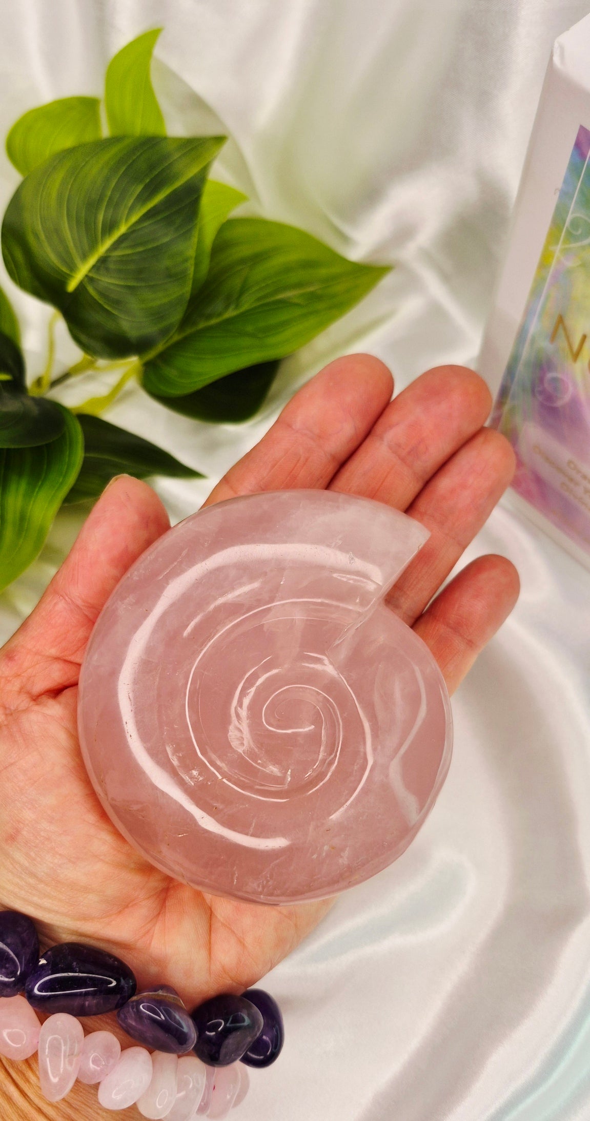 Medium Ammonite Rose quartz Carving