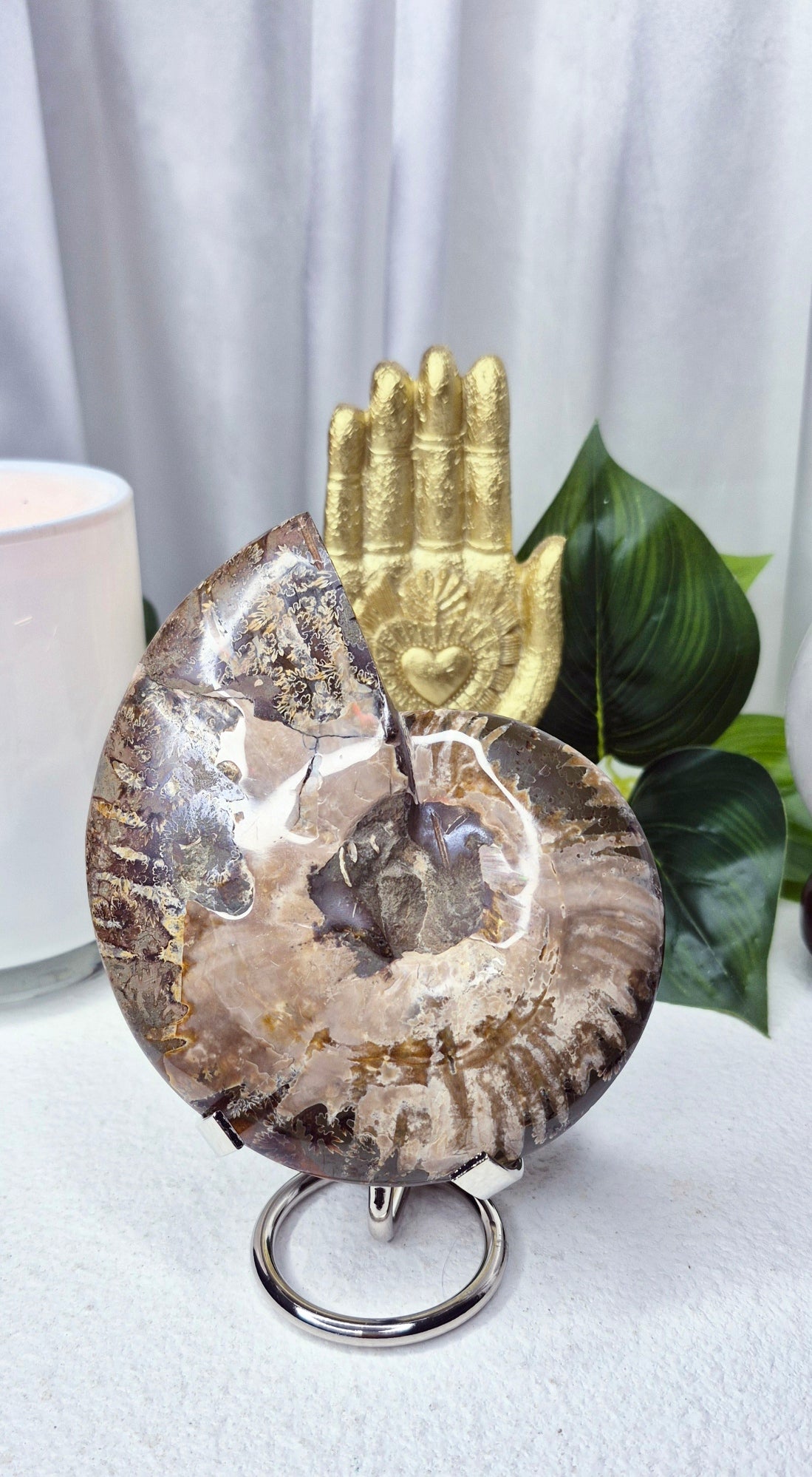 Genuine Ammonite Fossil Slice on Stand