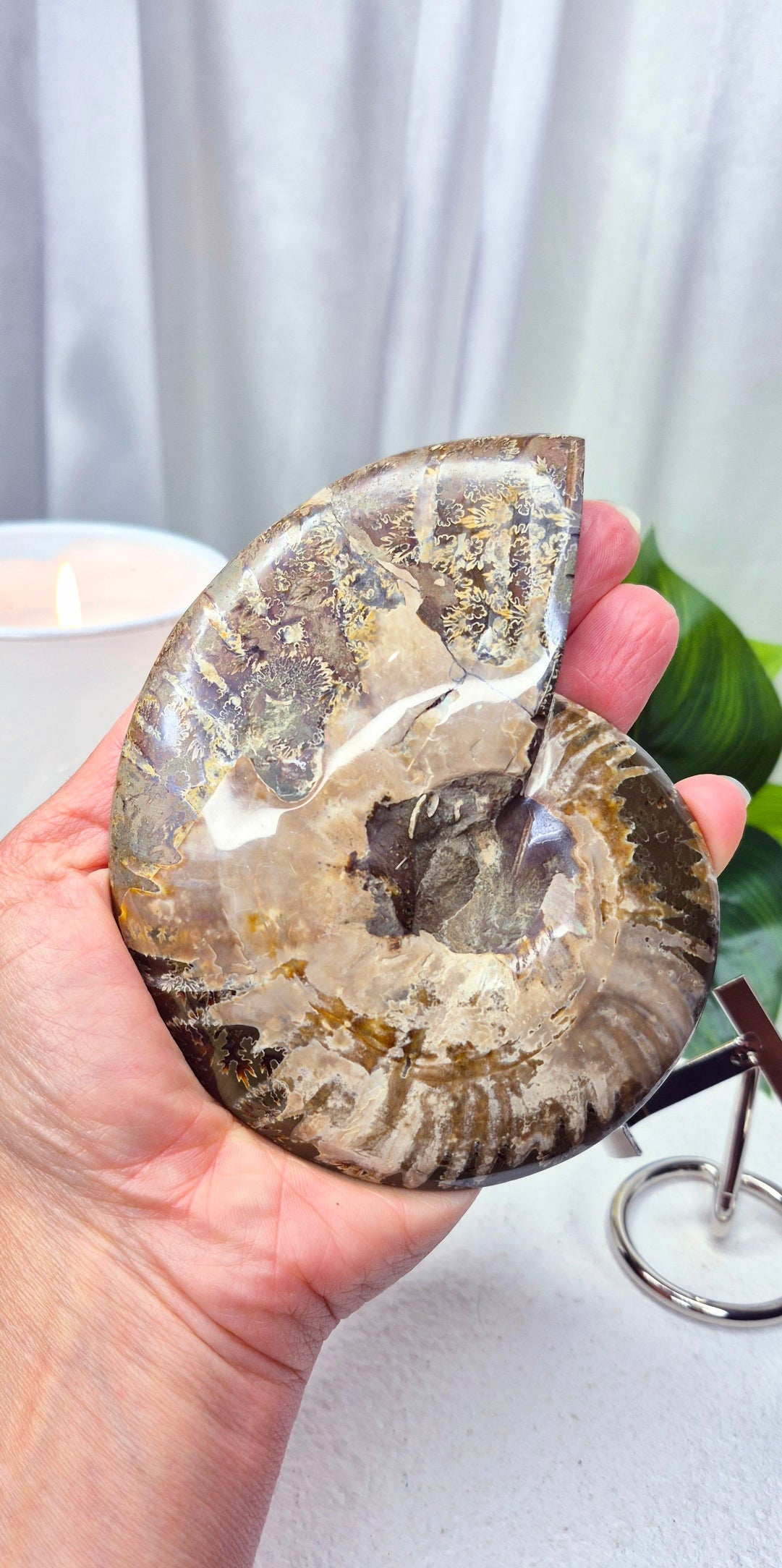 Genuine Ammonite Fossil Slice on Stand