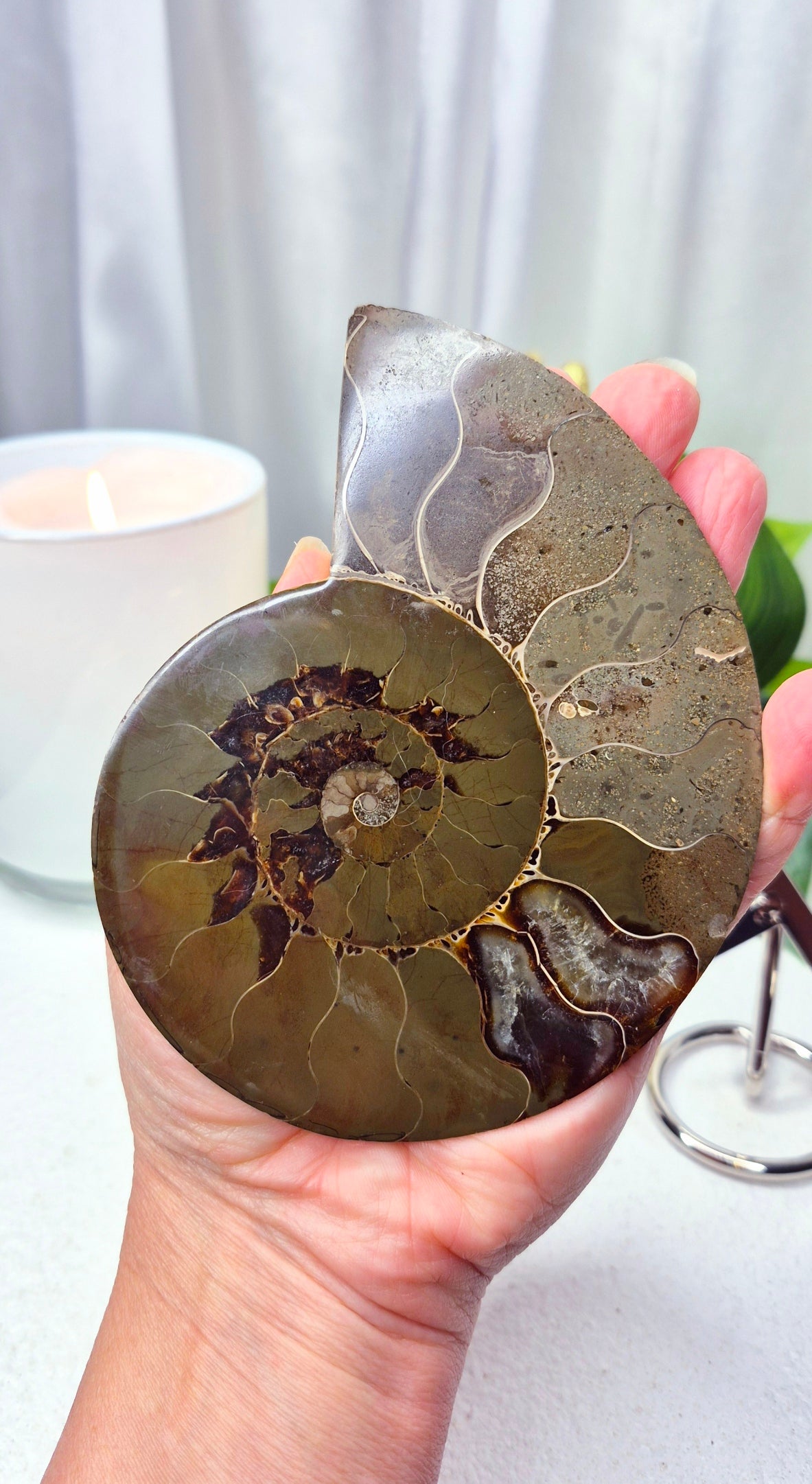 Genuine Ammonite Fossil Slice on Stand