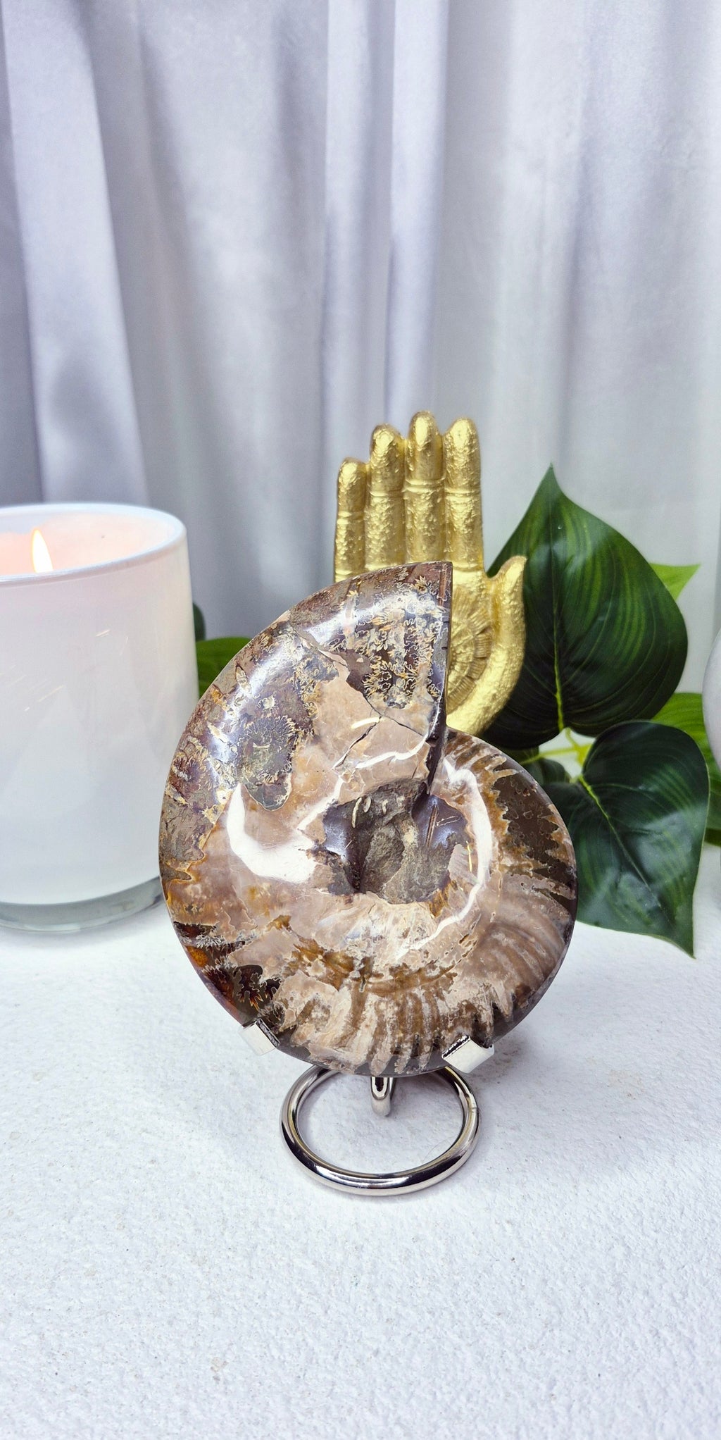 Genuine Ammonite Fossil Slice on Stand