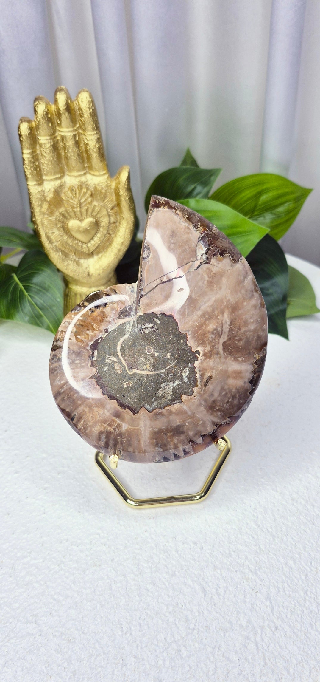 Genuine Ammonite Fossil Slice on Stand