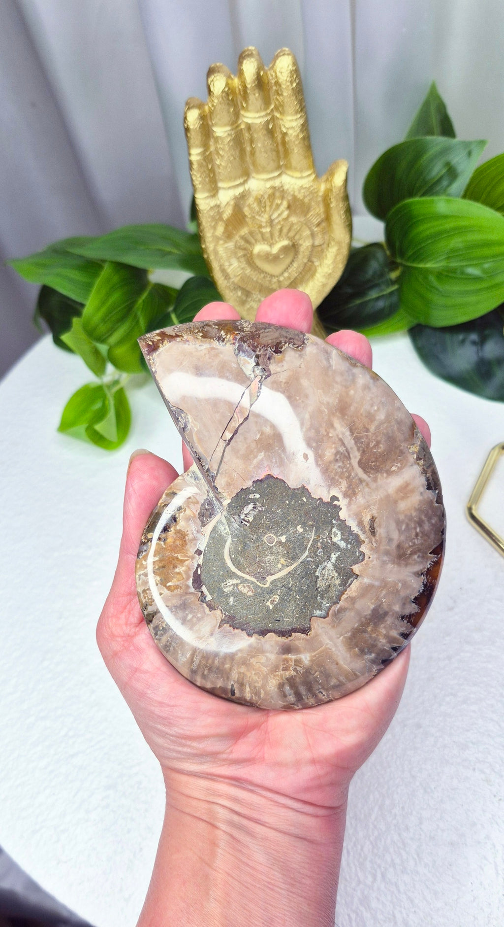 Genuine Ammonite Fossil Slice on Stand