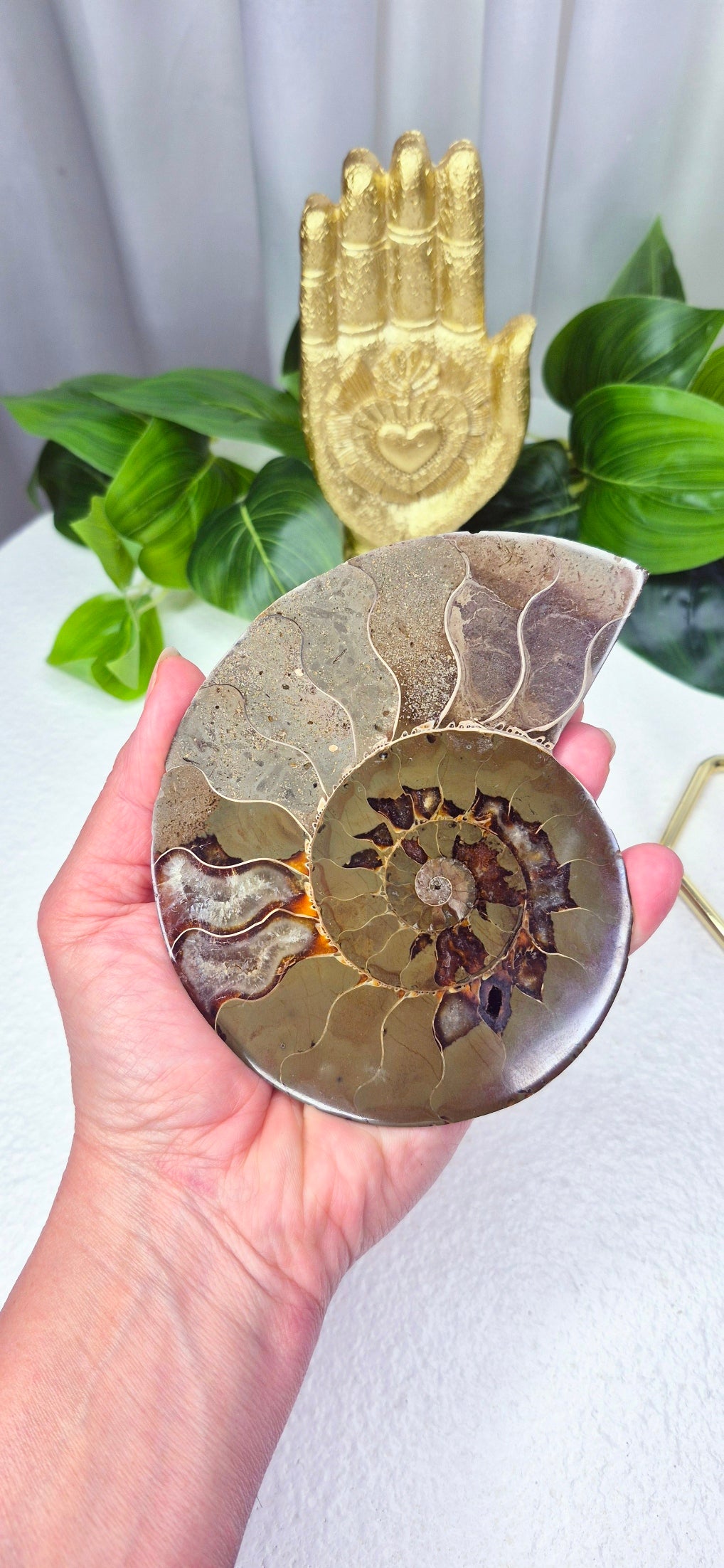 Genuine Ammonite Fossil Slice on Stand