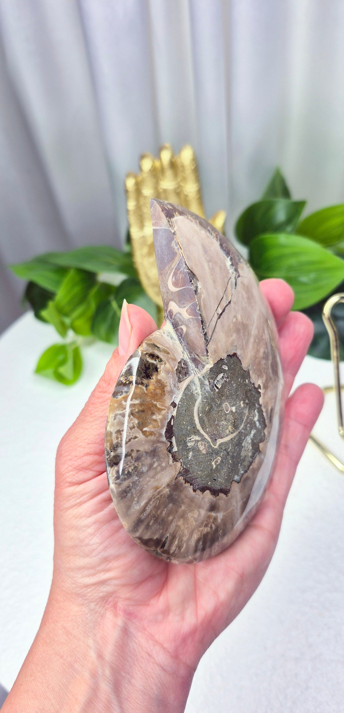 Genuine Ammonite Fossil Slice on Stand