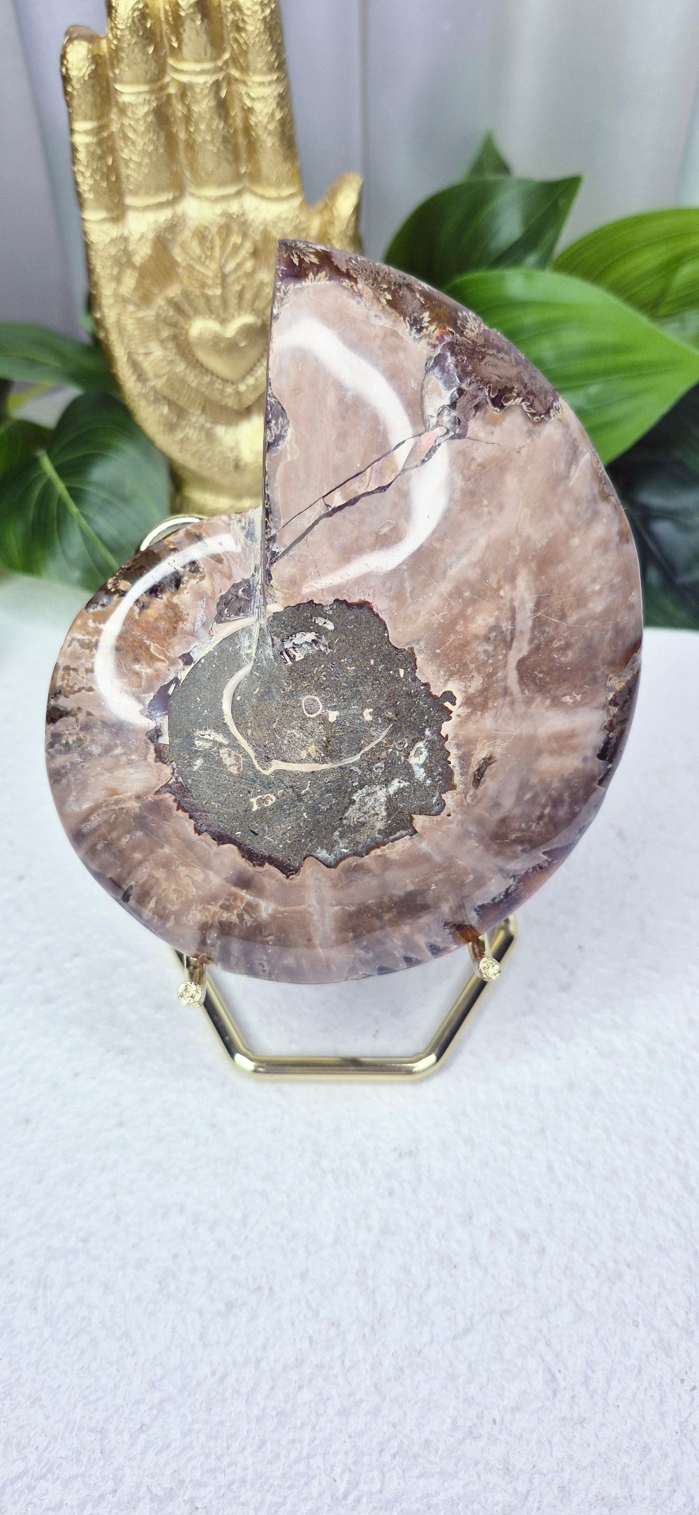 Genuine Ammonite Fossil Slice on Stand