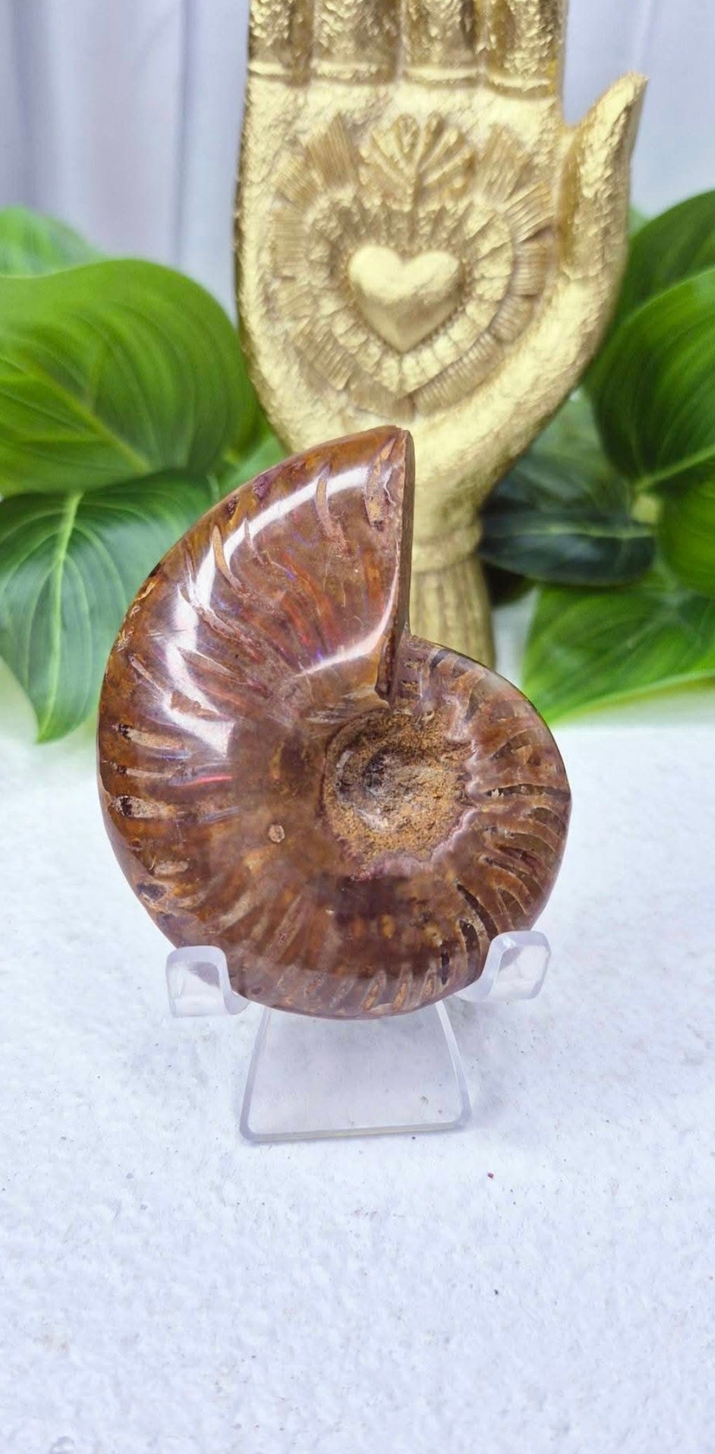 Genuine Opalised Ammonite Carving on Stand