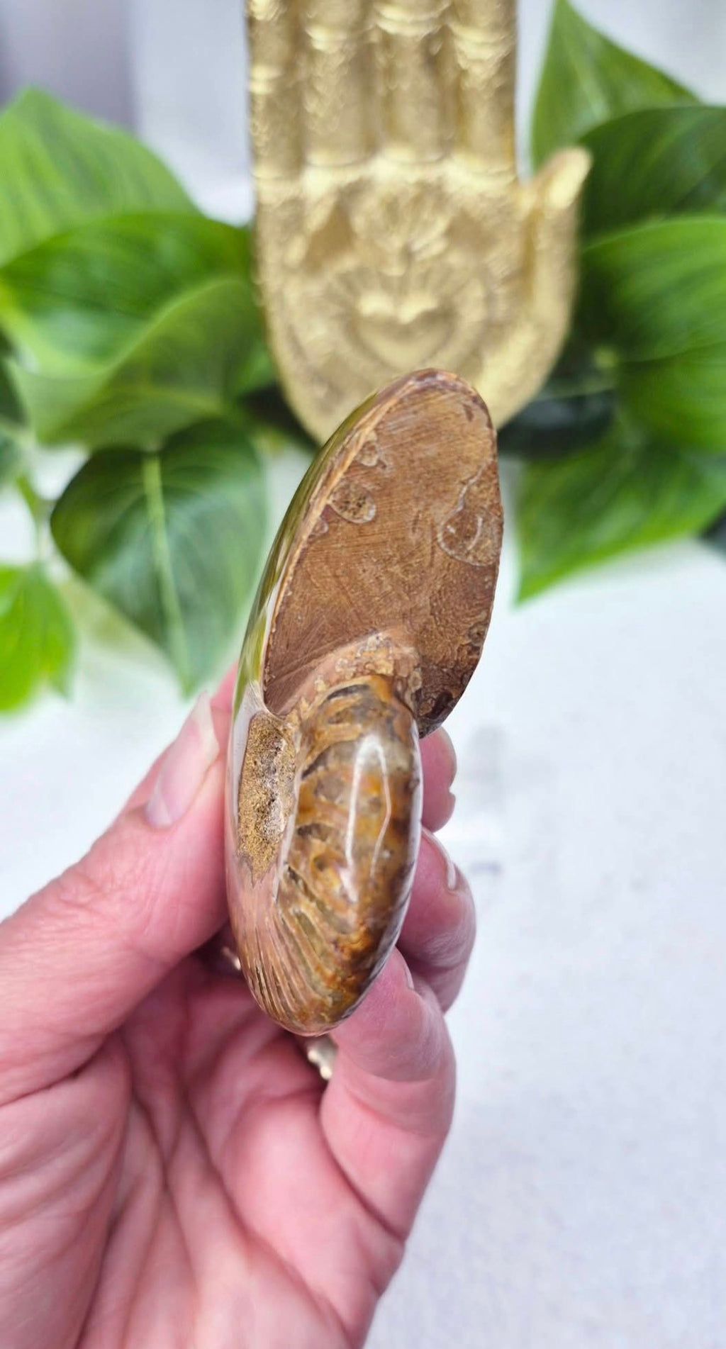 Genuine Opalised Ammonite Carving on Stand