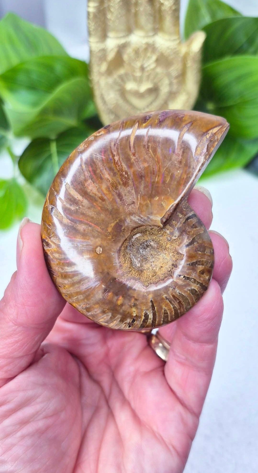 Genuine Opalised Ammonite Carving on Stand